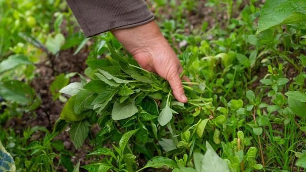 Foto - Dünyanın en sağlıklı yeşilliği: Su teresi nedir, nasıl tüketilir? Uzmanından çarpıcı öneri! 