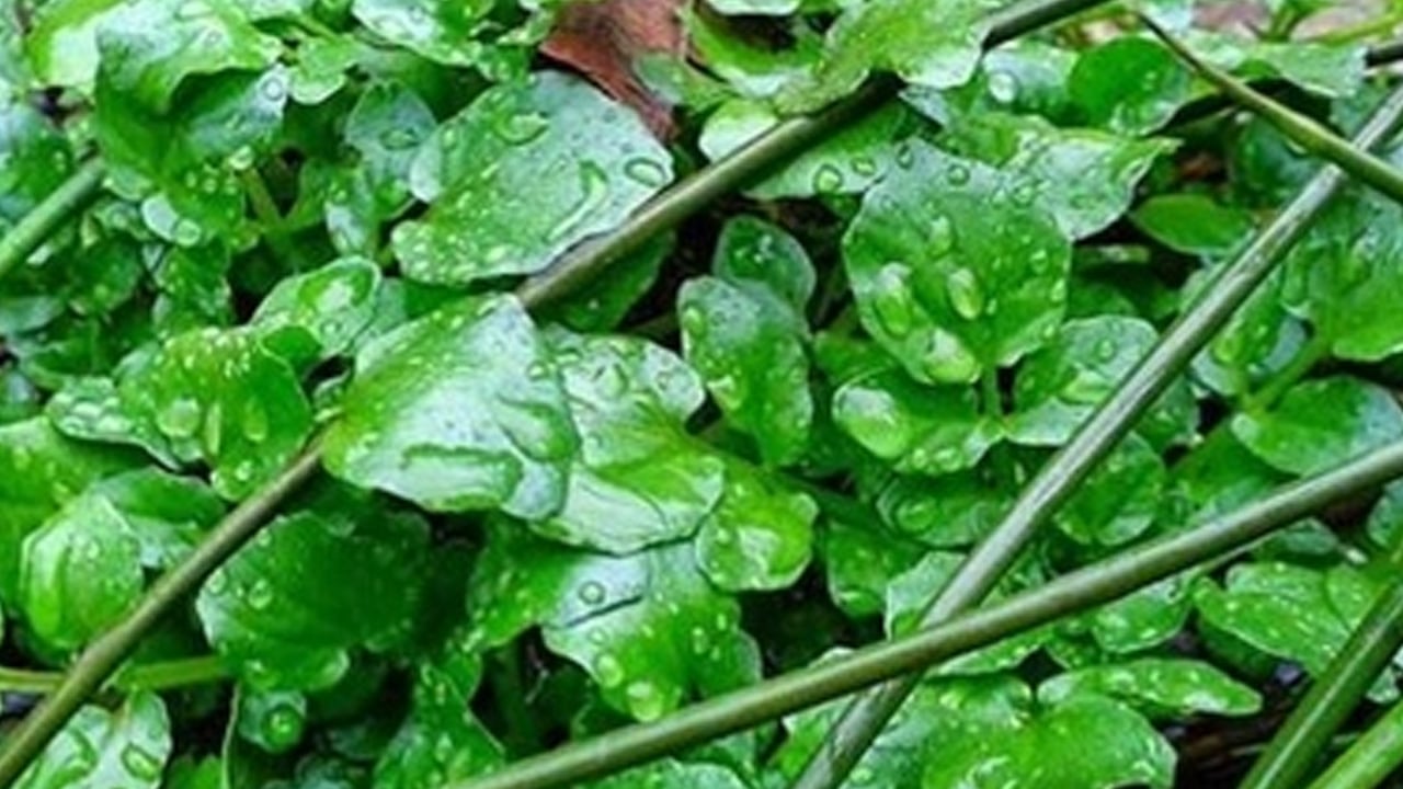Foto - Dünyanın en sağlıklı yeşilliği: Su teresi nedir, nasıl tüketilir? Uzmanından çarpıcı öneri! 
