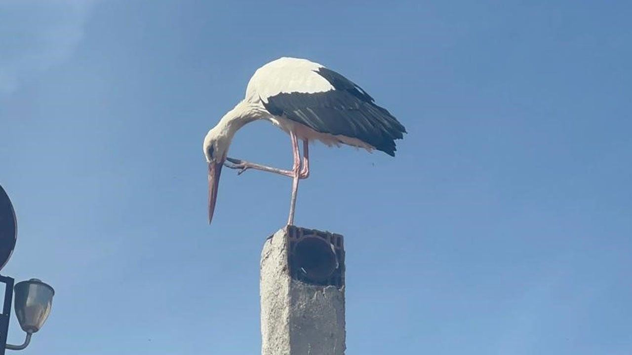 Foto - Dünyanın konuştuğu leyleğin eşi geldi! Yaren Leylek dört gözle bekleniyor