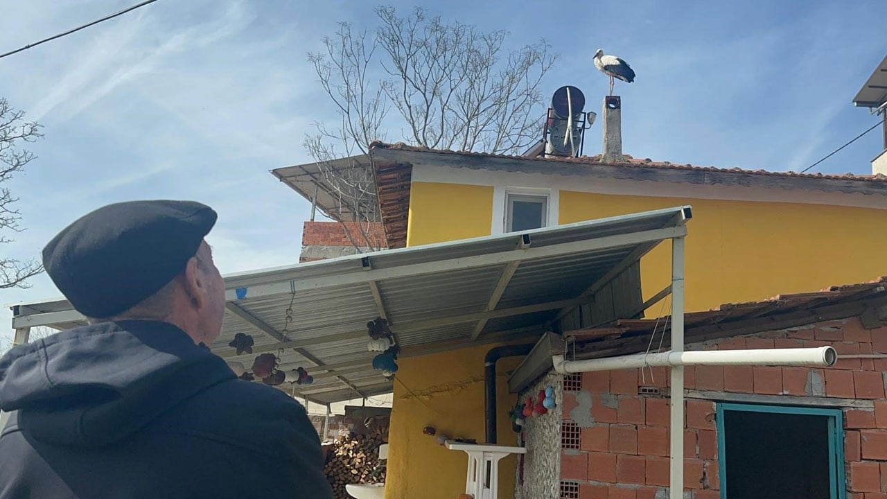 Dünyanın konuştuğu leyleğin eşi geldi! Yaren Leylek dört gözle bekleniyor