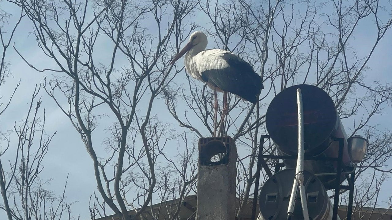 Foto - Dünyanın konuştuğu leyleğin eşi geldi! Yaren Leylek dört gözle bekleniyor