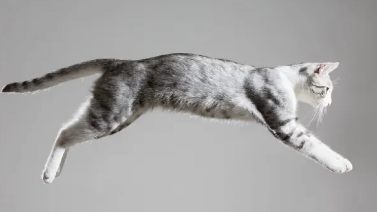 Foto - Dünyaya ders niteliğinde bir karar: 10 yıl hapisle yargılanacak: 9 kedi için 14 milyon lira ceza