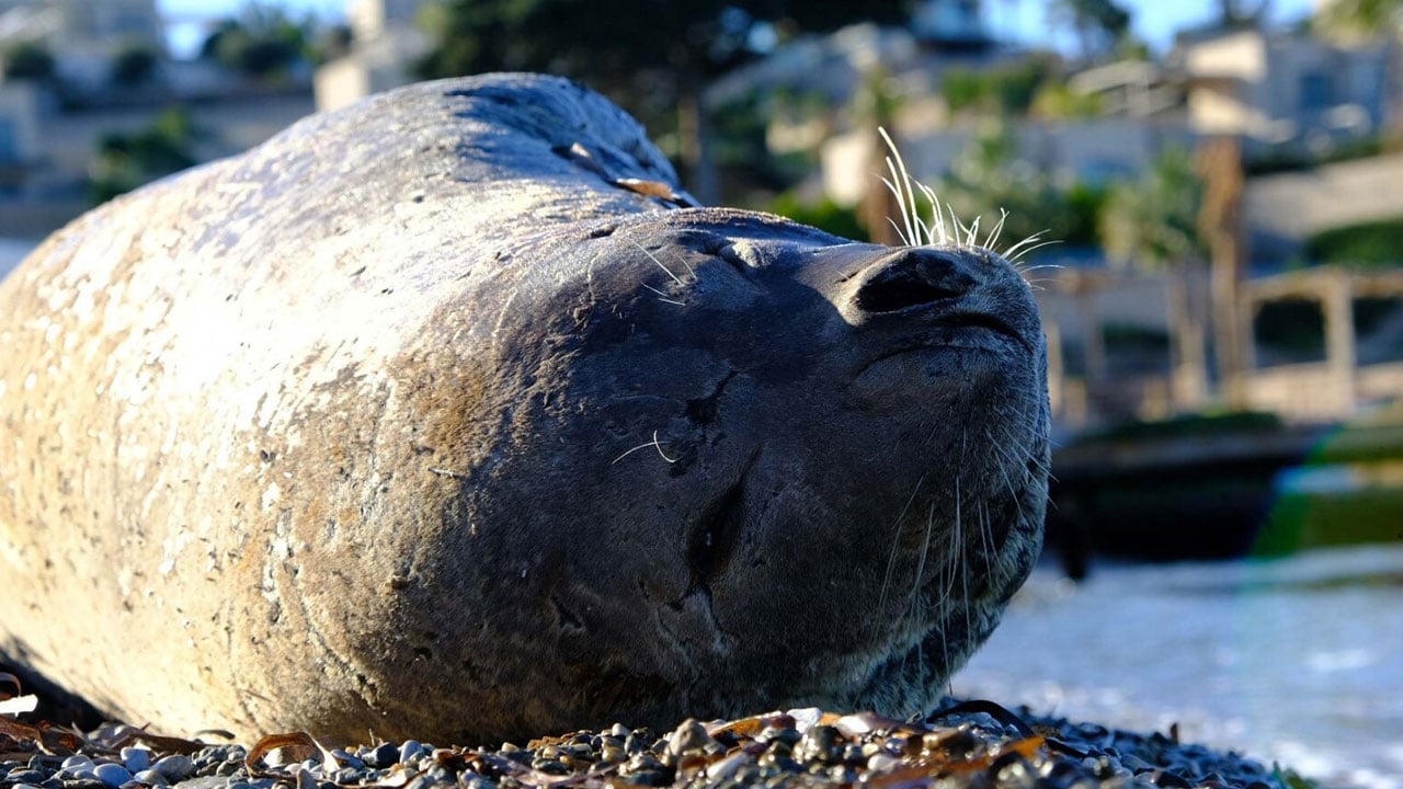 Bodrum sahilinde sürpriz misafir! Akdeniz foku sahilde saatlerce uyudu