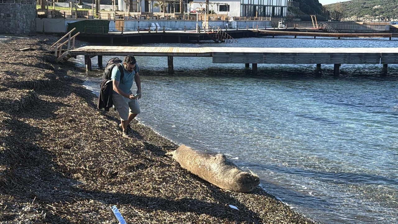 Foto - Bodrum sahilinde sürpriz misafir! Akdeniz foku sahilde saatlerce uyudu
