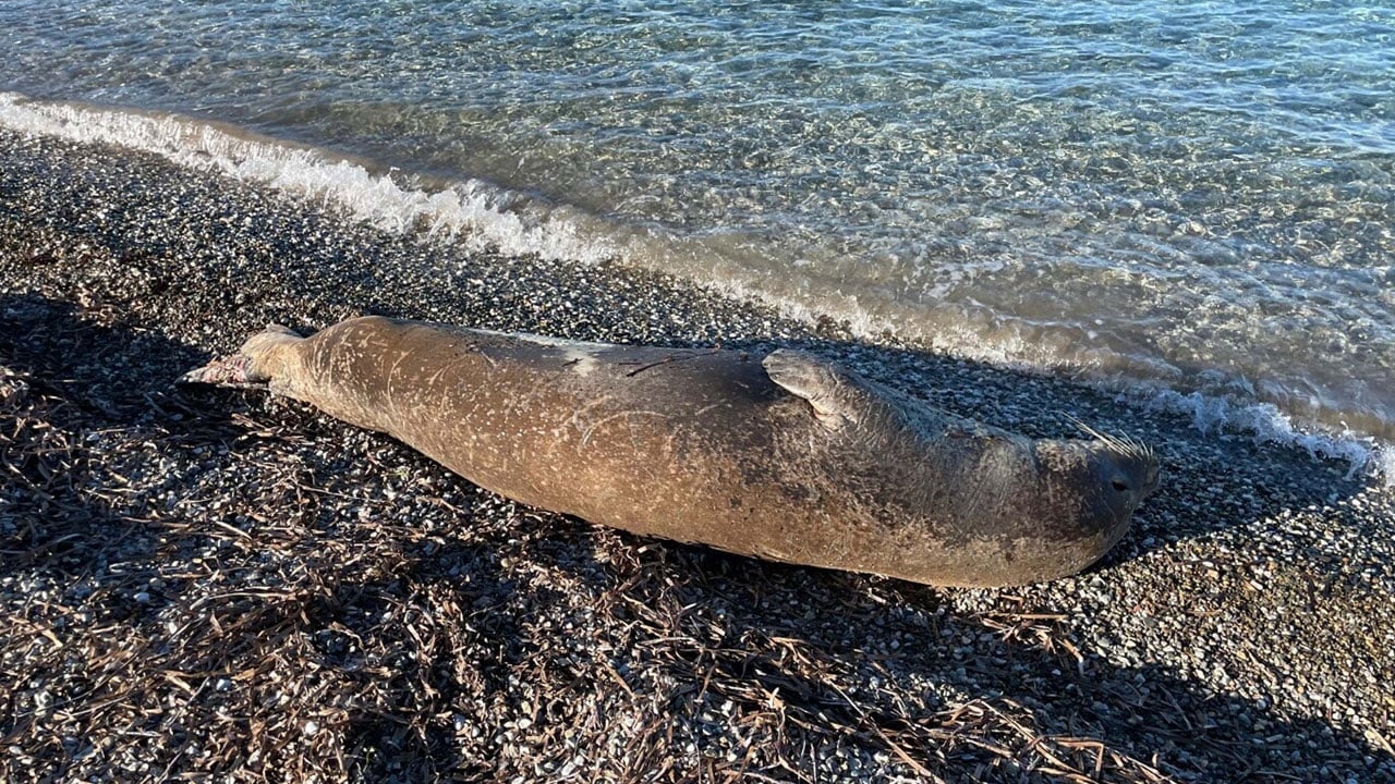 Foto - Bodrum sahilinde sürpriz misafir! Akdeniz foku sahilde saatlerce uyudu