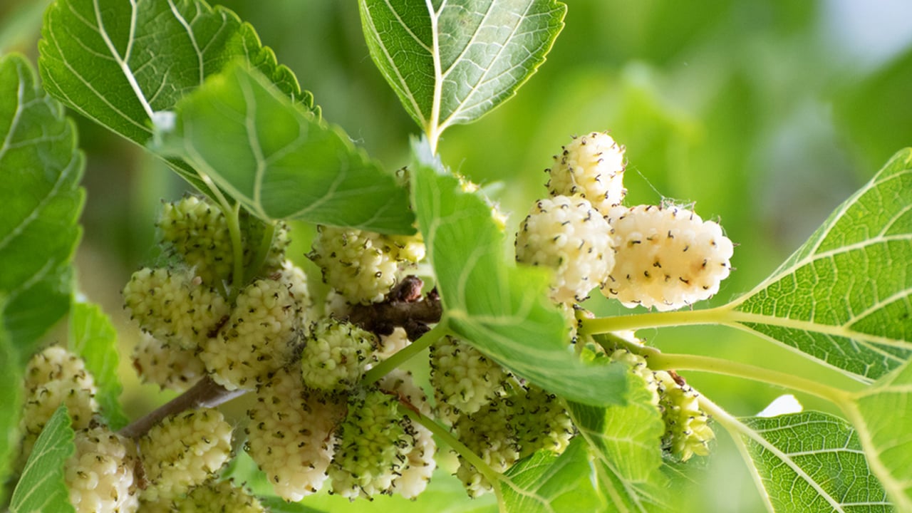 Dut yaprağı! İbrahim Saraçoğlu öve öve bitiremedi! Favorisi: Kan şekerini terazi gibi dengeliyor! Tam bir şifa