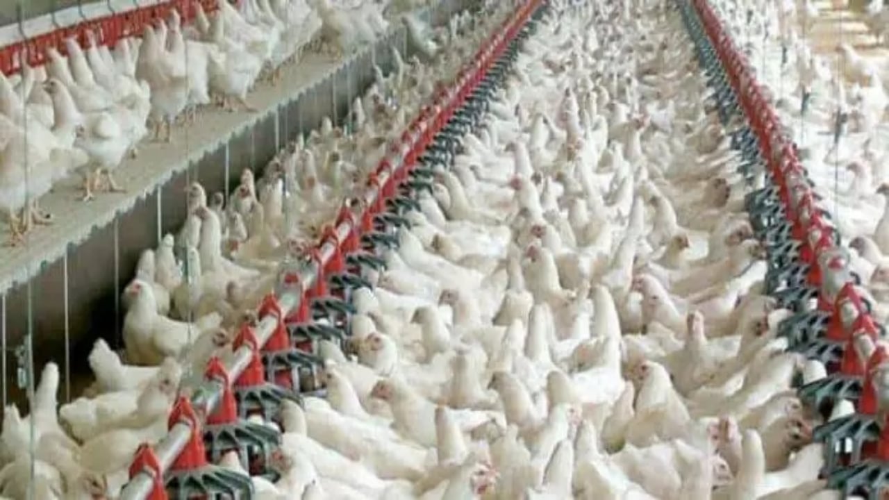 Foto - Duyanlar kulaklarına inanamıyor! Bir dönemin ihracat şampiyonu 40 yıllık tavukçuluk markası icradan satışa çıkarıldı