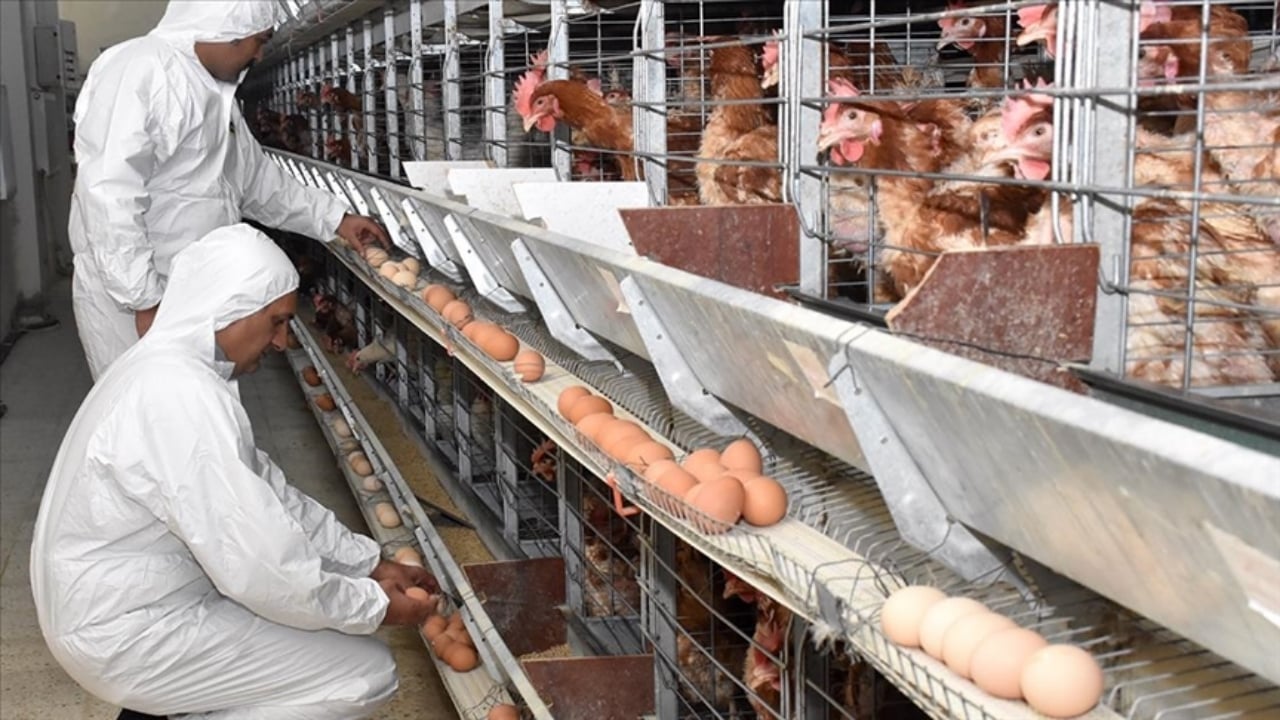 Foto - Duyanlar kulaklarına inanamıyor! Bir dönemin ihracat şampiyonu 40 yıllık tavukçuluk markası icradan satışa çıkarıldı