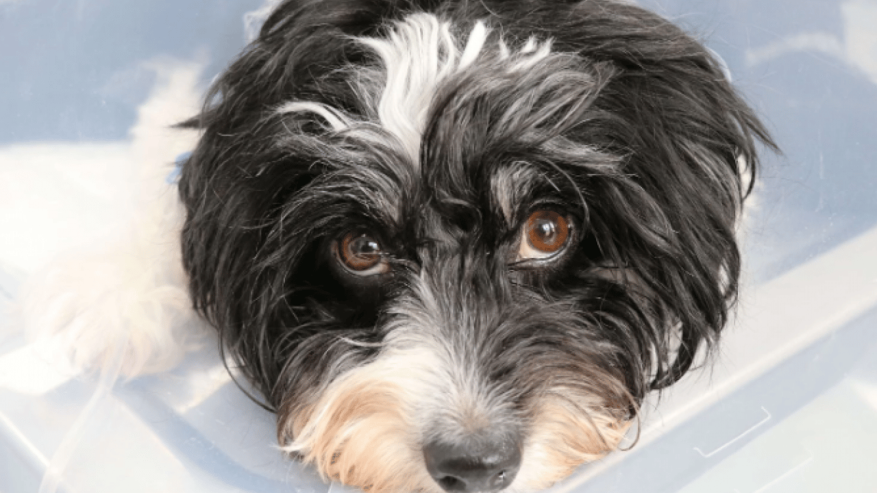 Foto - Duyanlar şaşkına döndü! ‘Tarçın'ın karnından çıkan taş sayısı şoke etti