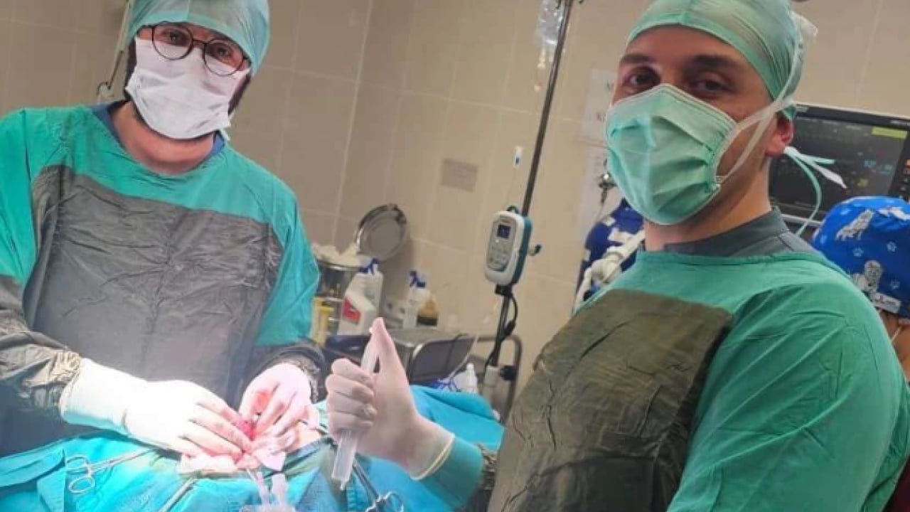 Foto - Duyanlar şaşkına döndü! ‘Tarçın'ın karnından çıkan taş sayısı şoke etti