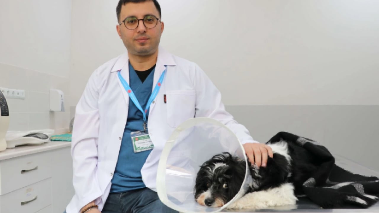 Duyanlar şaşkına döndü! ‘Tarçın'ın karnından çıkan taş sayısı şoke etti