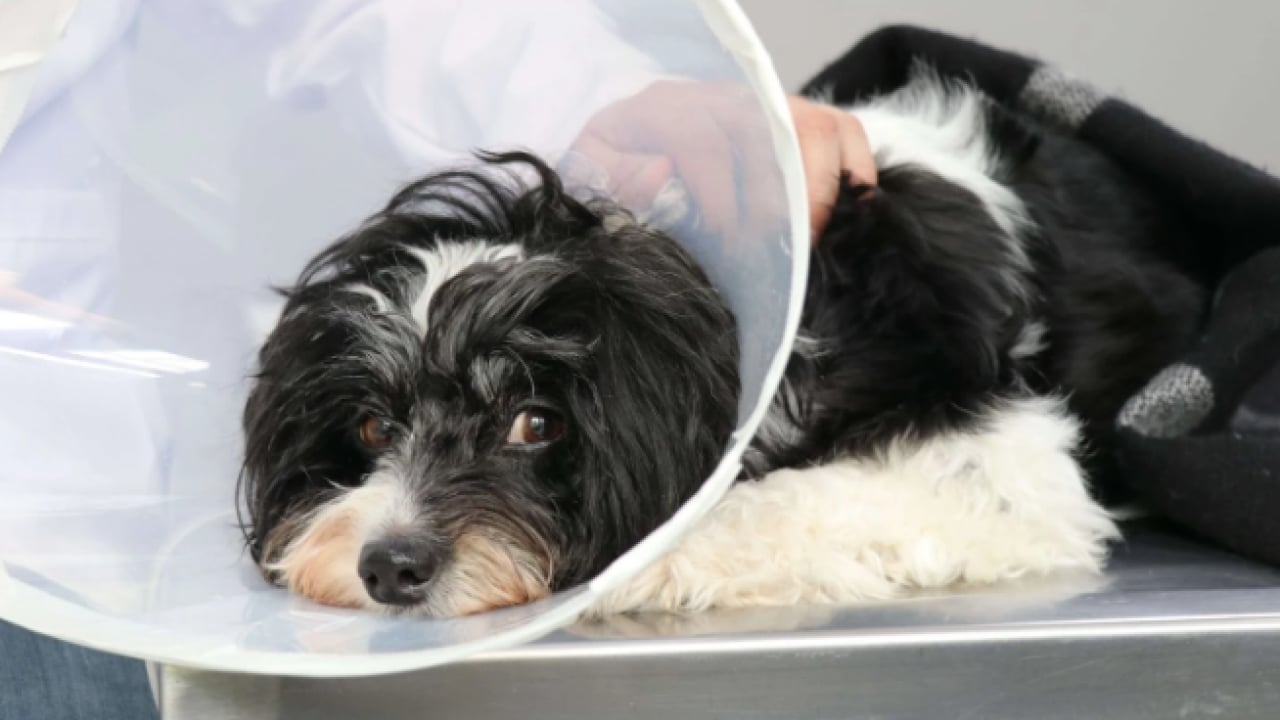 Foto - Duyanlar şaşkına döndü! ‘Tarçın'ın karnından çıkan taş sayısı şoke etti