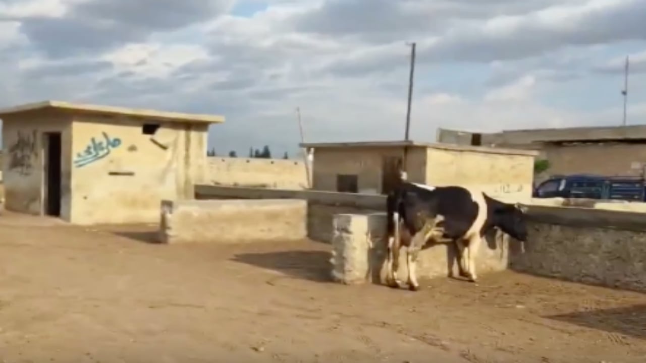 Foto - Duyanlar "Yok artık, daha neler" diyor! Burada büyükbaş kurbanlıklar 45 bin liraya satılıyor