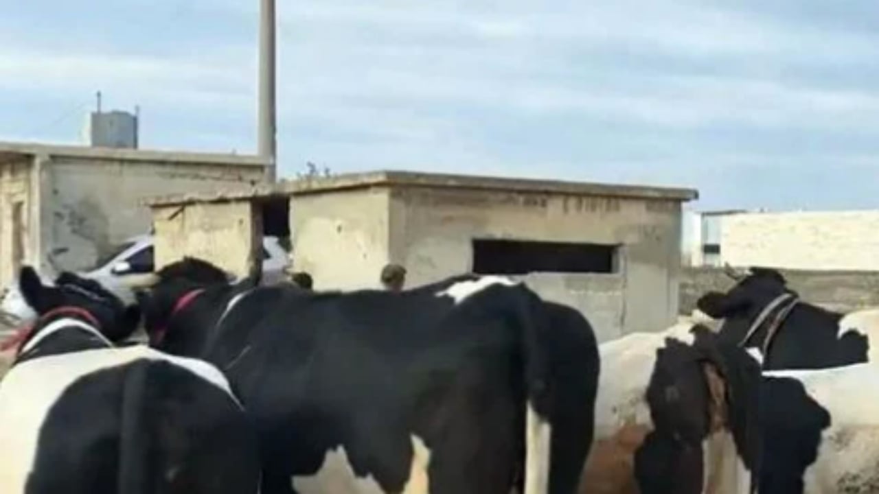 Foto - Duyanlar "Yok artık, daha neler" diyor! Burada büyükbaş kurbanlıklar 45 bin liraya satılıyor