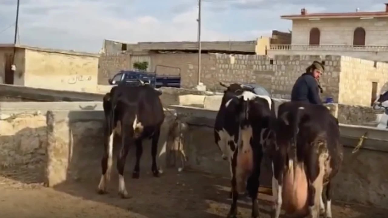 Duyanlar "Yok artık, daha neler" diyor! Burada büyükbaş kurbanlıklar 45 bin liraya satılıyor
