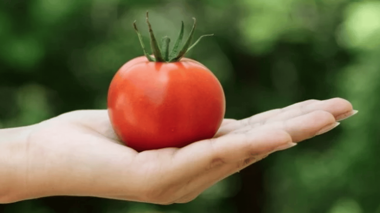 Foto - Duyurdular! Domatesle ilgili bu gelişmeyi kimse beklemiyordu gerçekten... Boşa çürütüyormuşuz