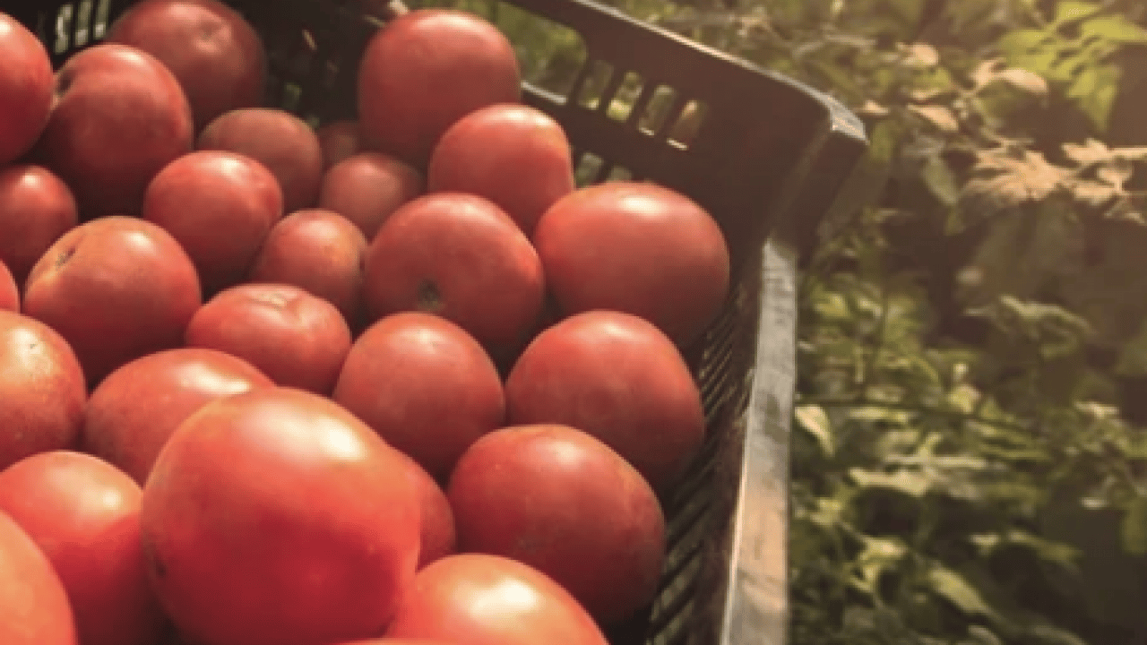 Foto - Duyurdular! Domatesle ilgili bu gelişmeyi kimse beklemiyordu gerçekten... Boşa çürütüyormuşuz