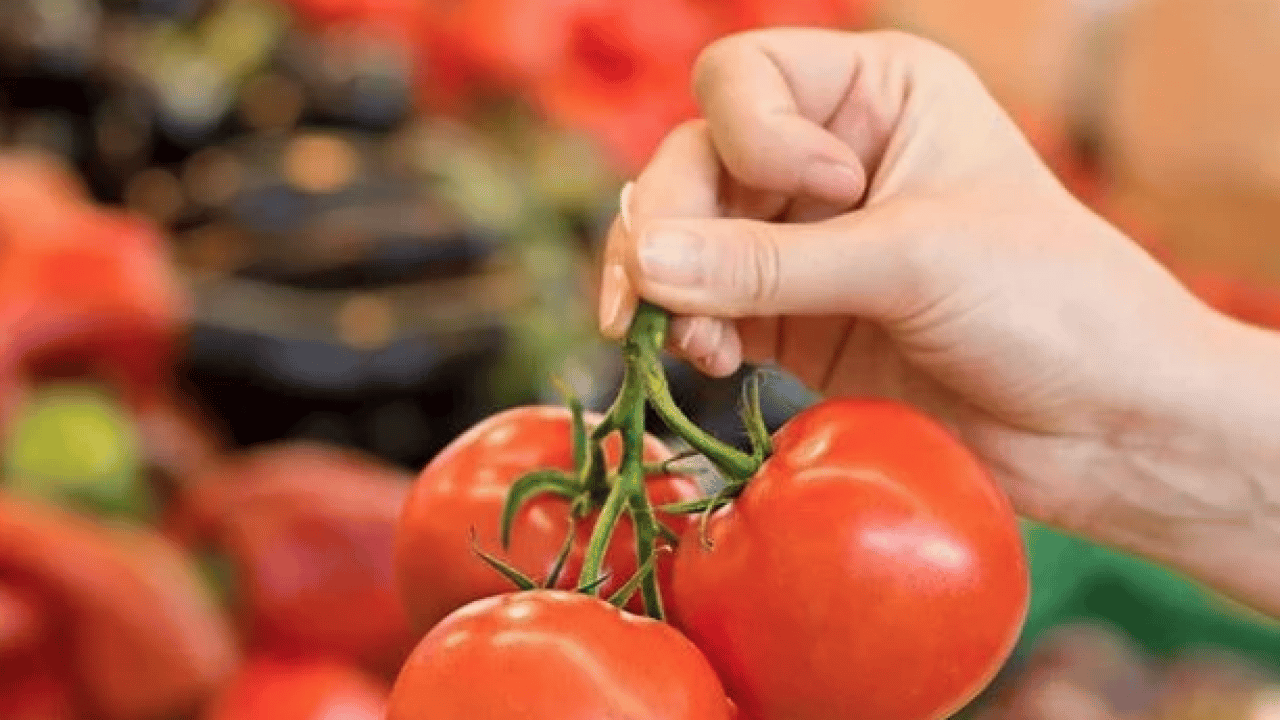 Duyurdular! Domatesle ilgili bu gelişmeyi kimse beklemiyordu gerçekten... Boşa çürütüyormuşuz