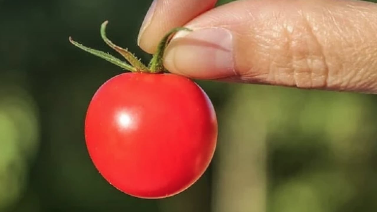 Foto - Duyurdular! Domatesle ilgili bu gelişmeyi kimse beklemiyordu gerçekten... Boşa çürütüyormuşuz