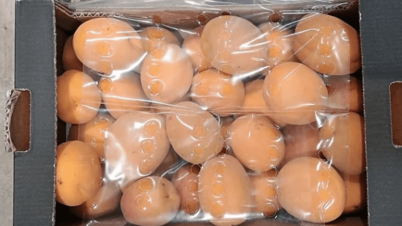 Foto - Duyurdular: Dünyanın en iyi 12 kayısısı belirlendi! Listede Türkiye’den o şehir var