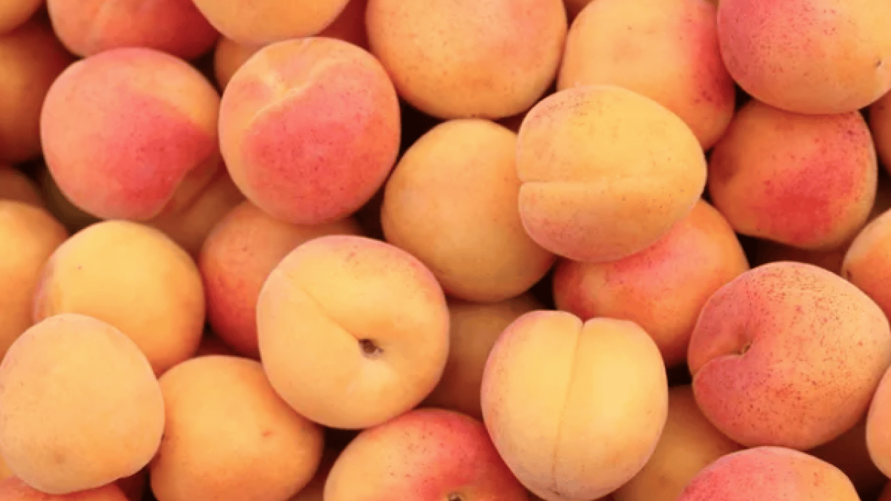 Foto - Duyurdular: Dünyanın en iyi 12 kayısısı belirlendi! Listede Türkiye’den o şehir var