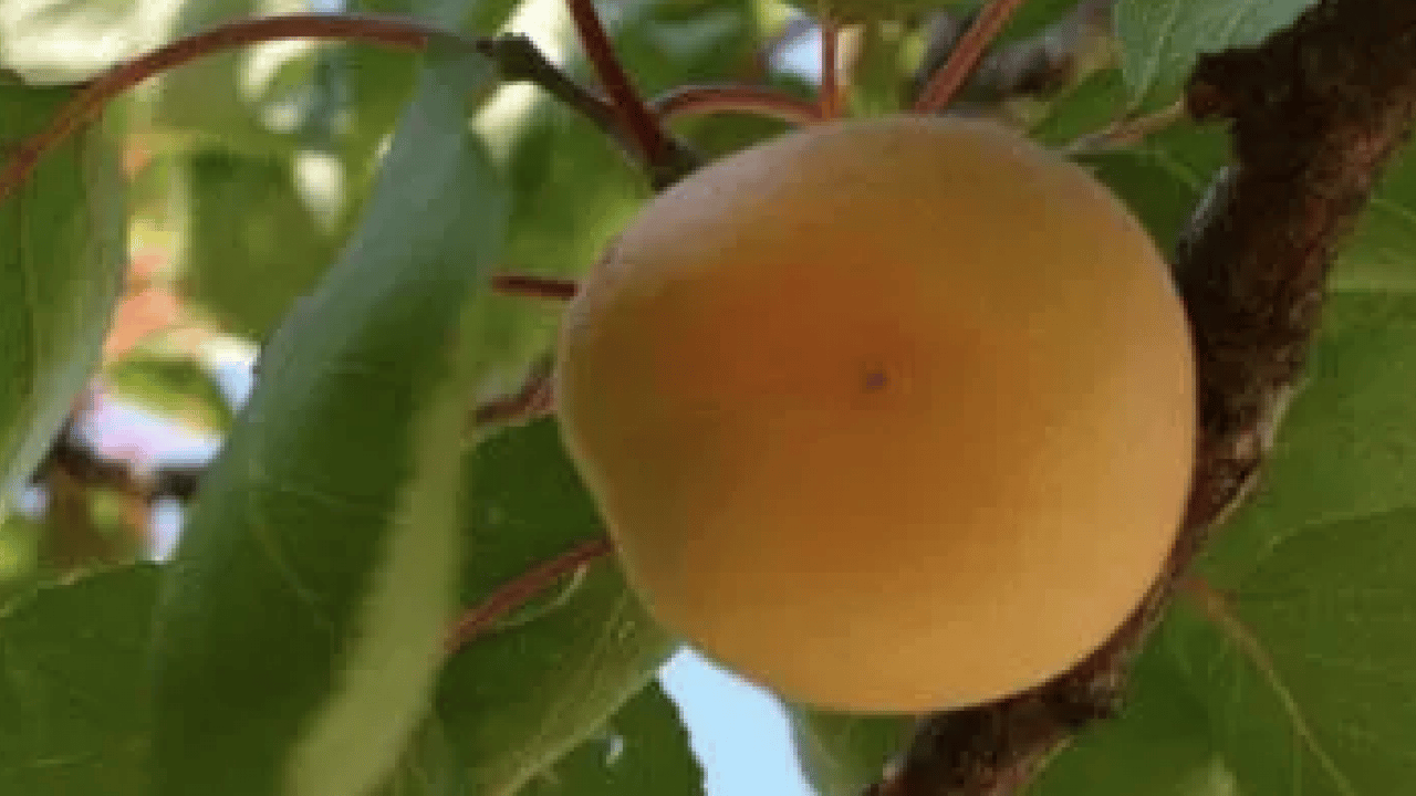 Foto - Duyurdular: Dünyanın en iyi 12 kayısısı belirlendi! Listede Türkiye’den o şehir var