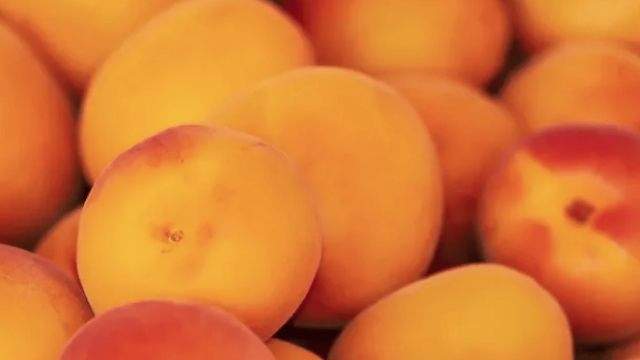 Foto - Duyurdular: Dünyanın en iyi 12 kayısısı belirlendi! Listede Türkiye’den o şehir var