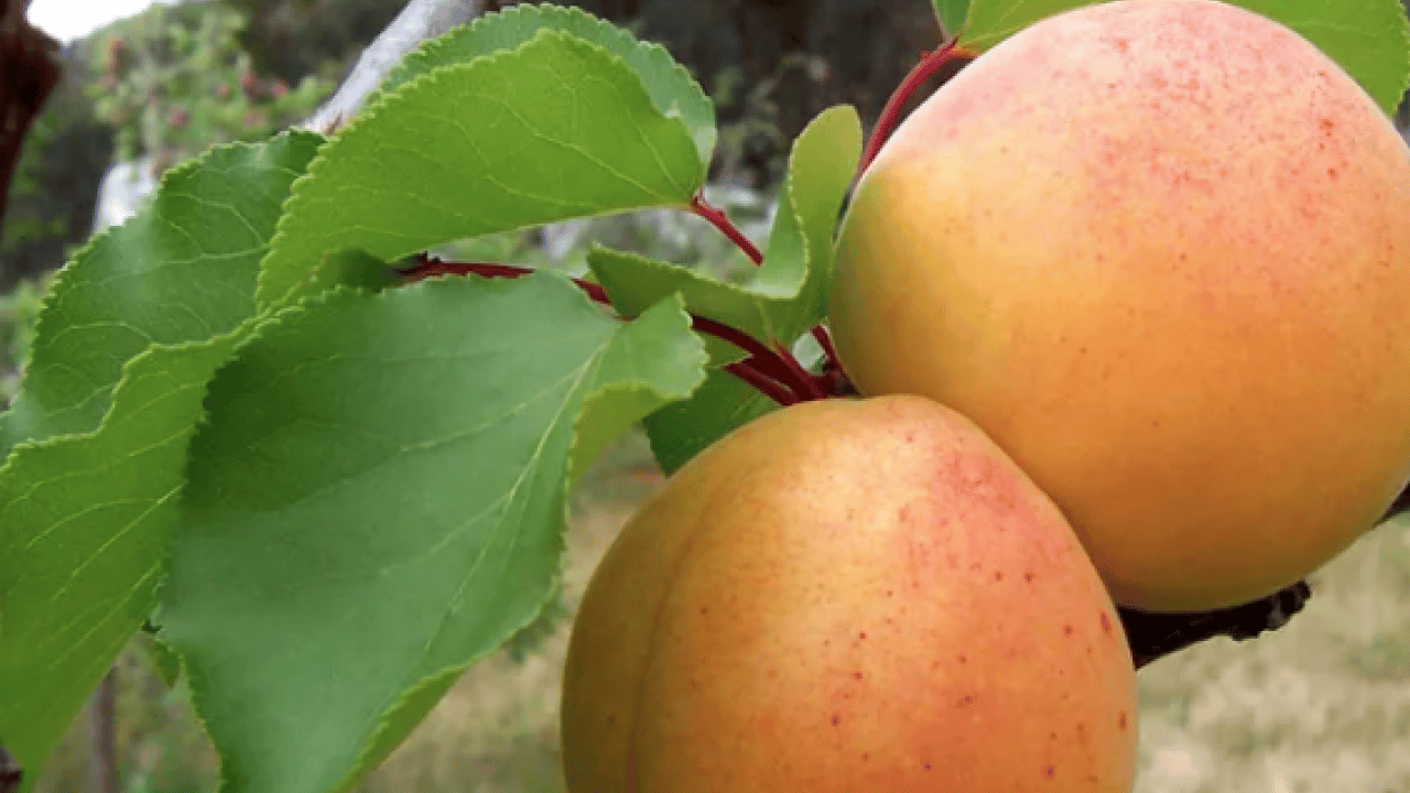 Foto - Duyurdular: Dünyanın en iyi 12 kayısısı belirlendi! Listede Türkiye’den o şehir var