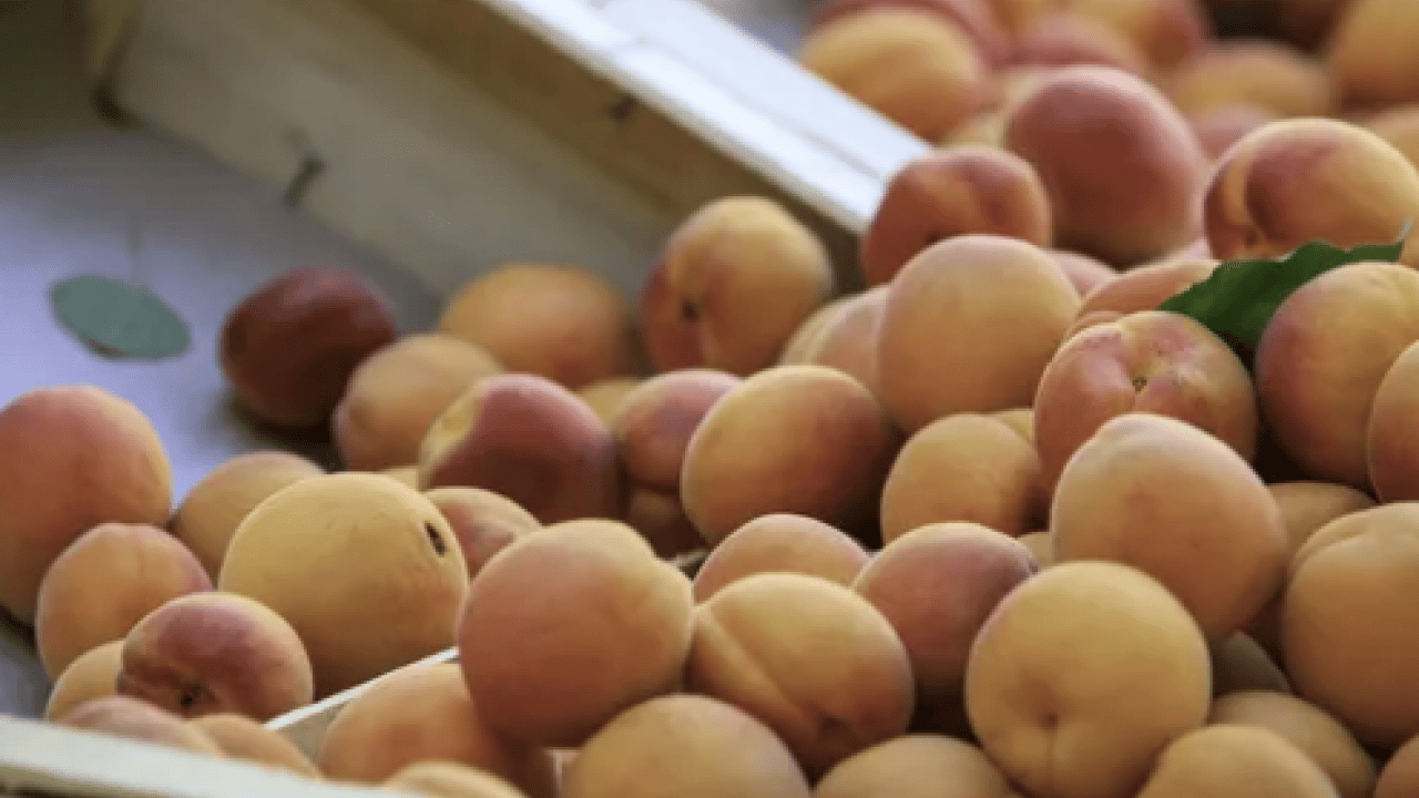 Duyurdular: Dünyanın en iyi 12 kayısısı belirlendi! Listede Türkiye’den o şehir var