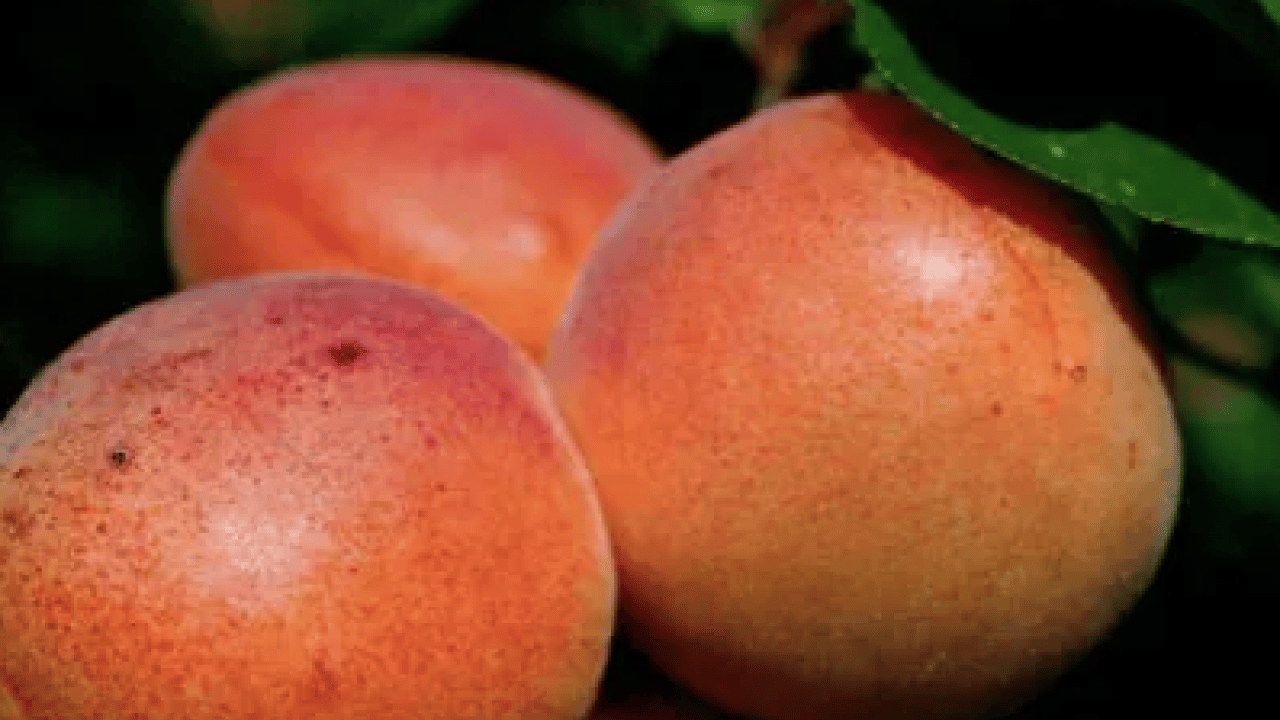 Foto - Duyurdular: Dünyanın en iyi 12 kayısısı belirlendi! Listede Türkiye’den o şehir var