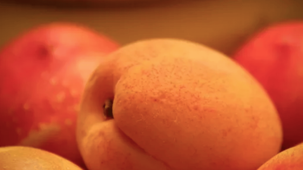 Foto - Duyurdular: Dünyanın en iyi 12 kayısısı belirlendi! Listede Türkiye’den o şehir var