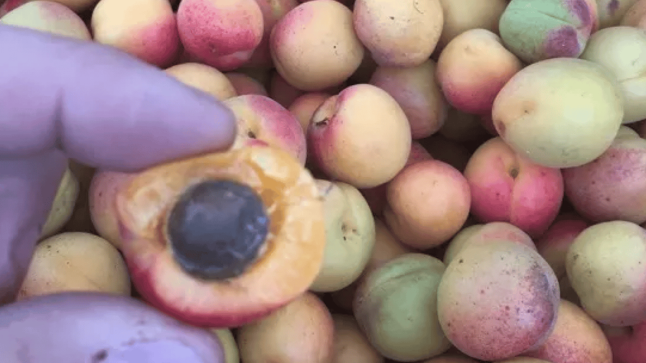 Foto - Duyurdular: Dünyanın en iyi 12 kayısısı belirlendi! Listede Türkiye’den o şehir var