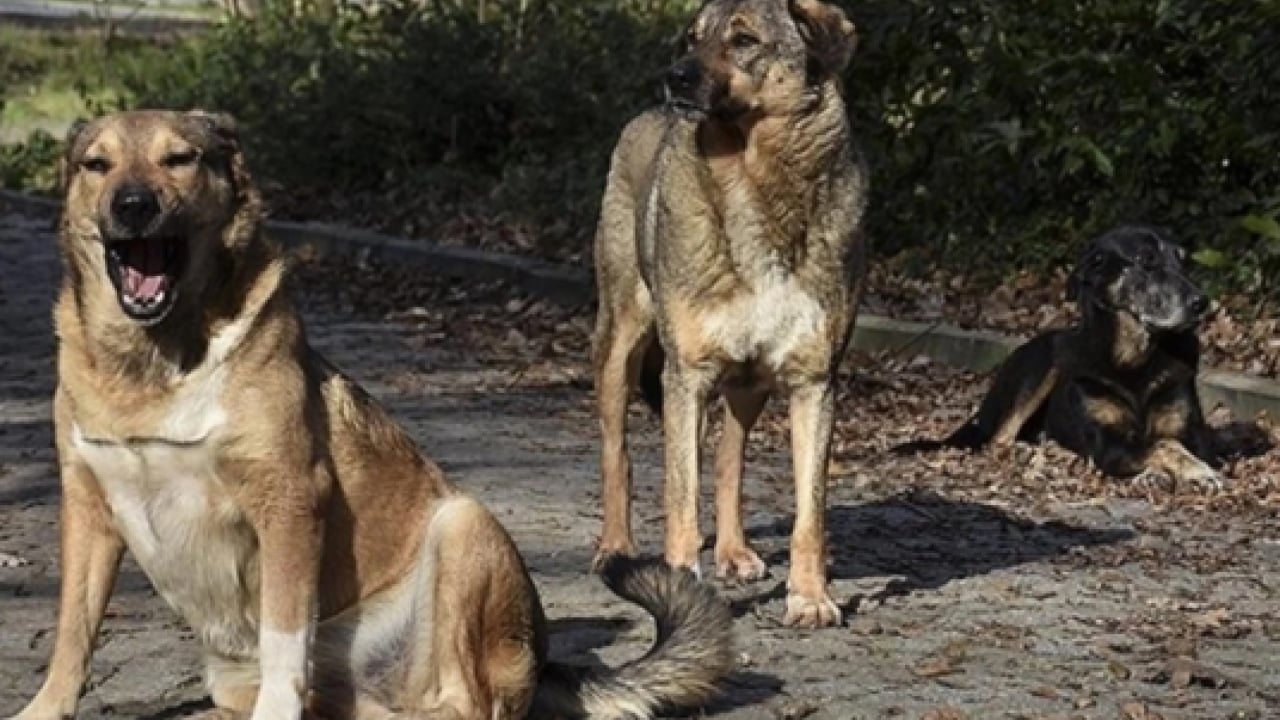 Foto - Düzce’den harika haber! Sokak hayvanlarının yüzde 82'si toplandı