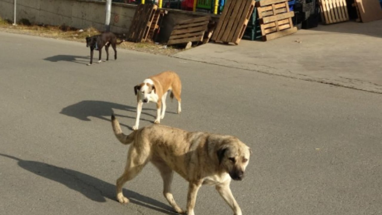 Foto - Düzce’den harika haber! Sokak hayvanlarının yüzde 82'si toplandı
