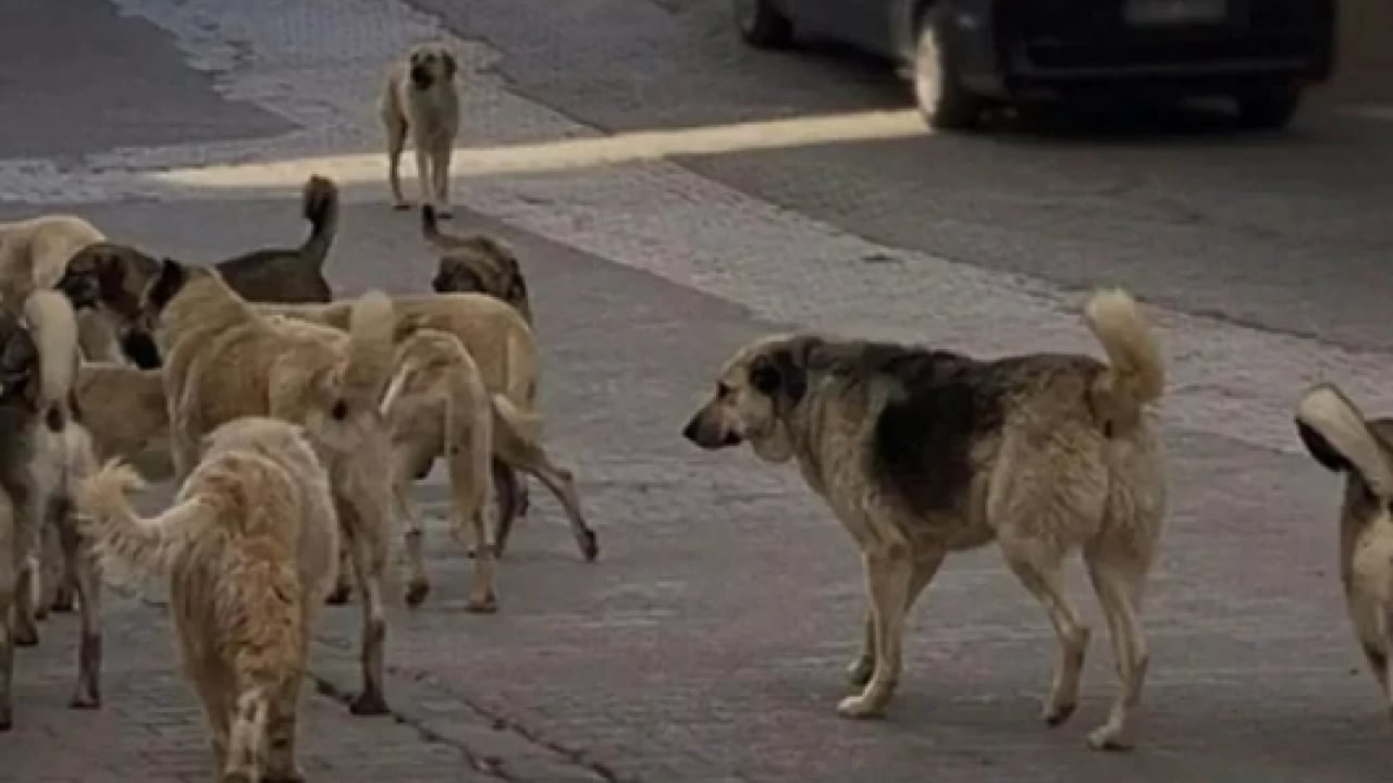 Foto - Düzce’den harika haber! Sokak hayvanlarının yüzde 82'si toplandı