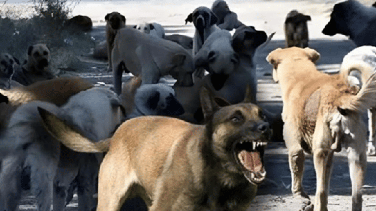 Düzce’den harika haber! Sokak hayvanlarının yüzde 82'si toplandı