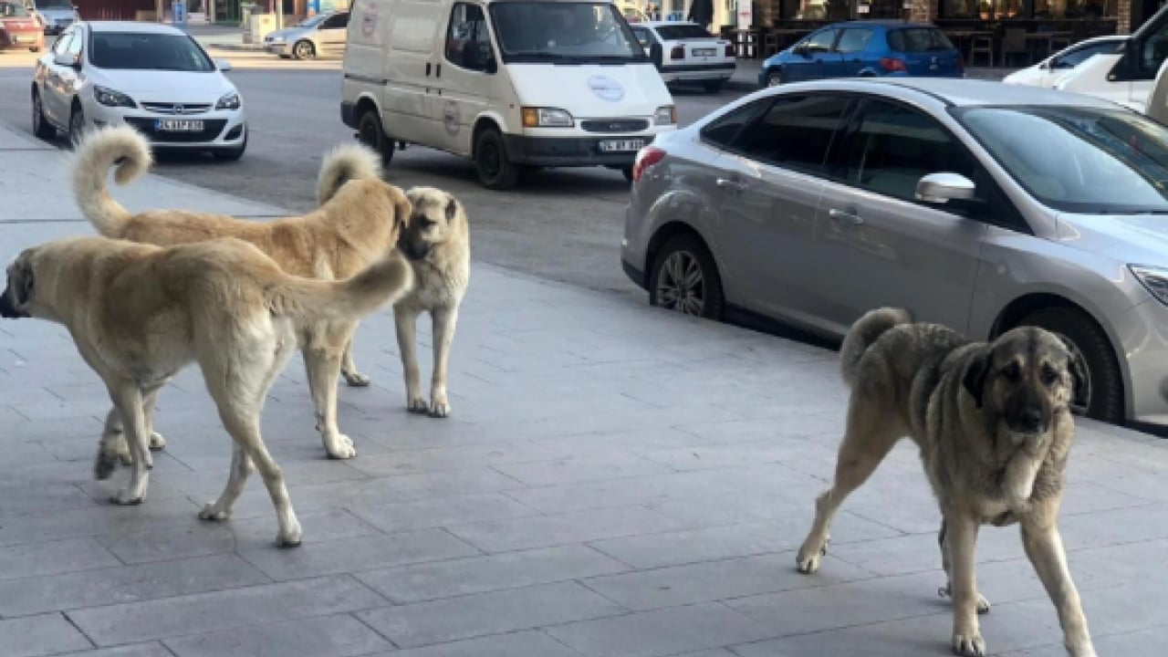 Foto - Düzce’den harika haber! Sokak hayvanlarının yüzde 82'si toplandı