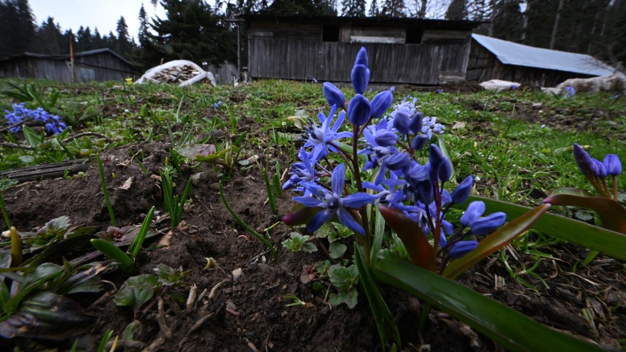 Foto - Düzce'nin yaylalarında kış ve ilkbahar bir arada yaşanıyor