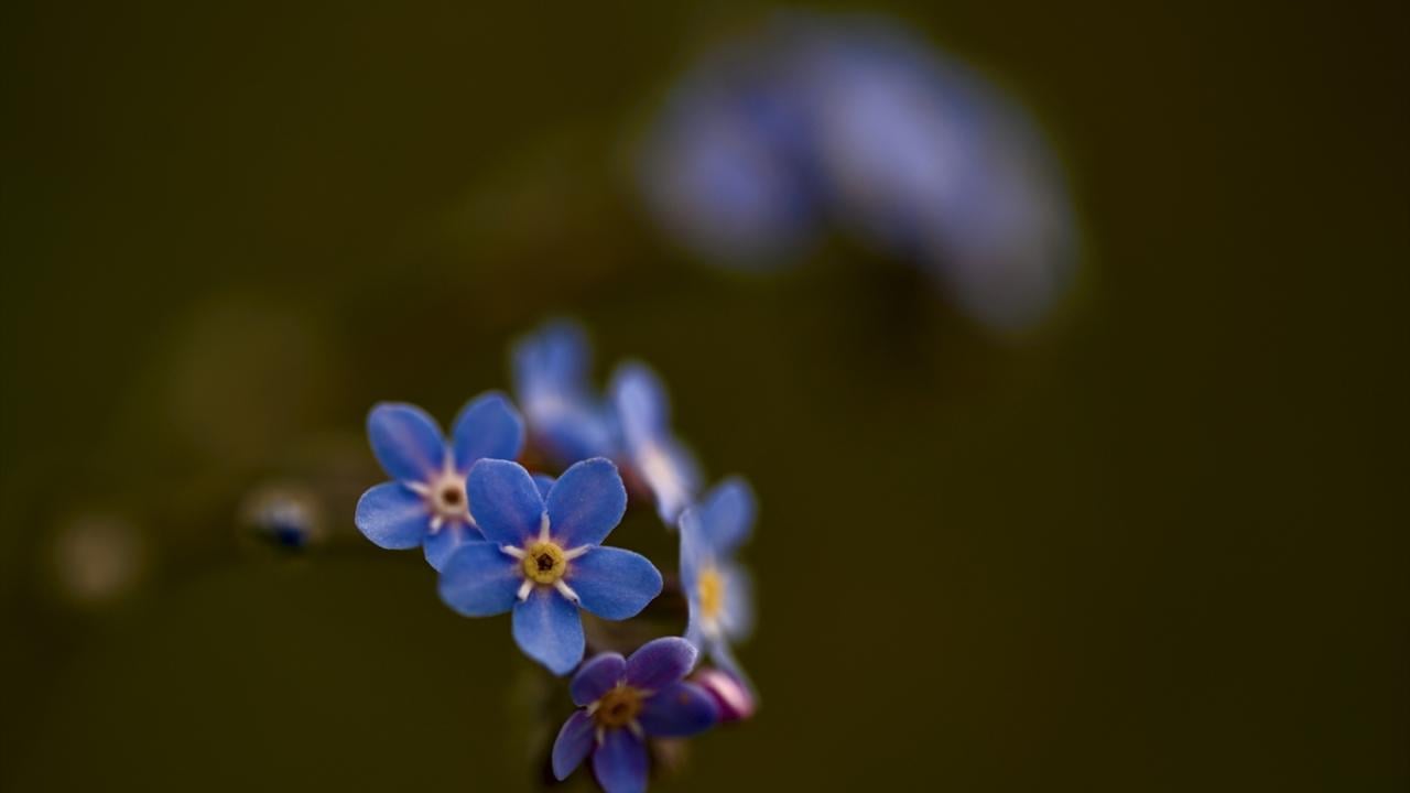 Foto - Düzce'nin yaylalarında kış ve ilkbahar bir arada yaşanıyor