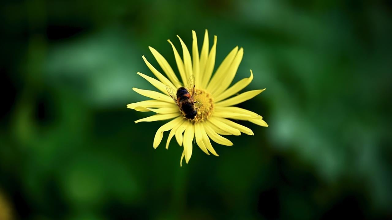 Foto - Düzce'nin yaylalarında kış ve ilkbahar bir arada yaşanıyor