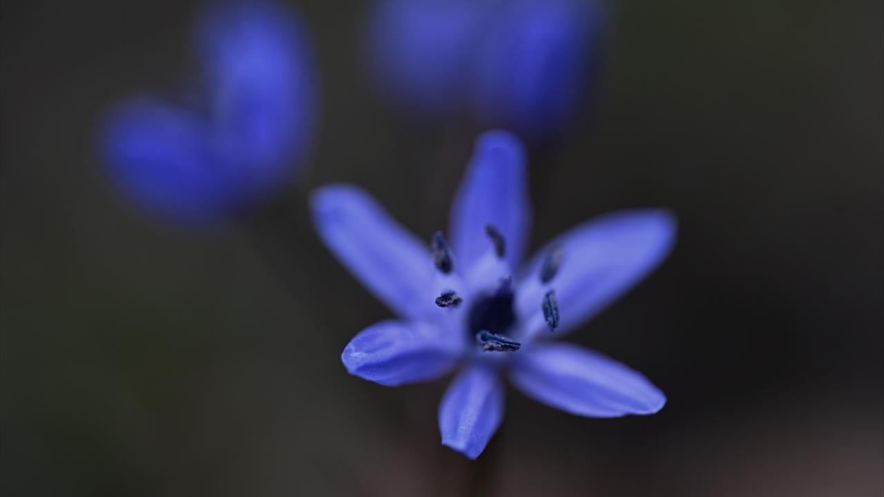 Foto - Düzce'nin yaylalarında kış ve ilkbahar bir arada yaşanıyor