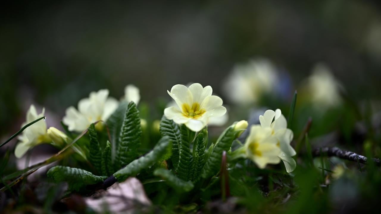 Foto - Düzce'nin yaylalarında kış ve ilkbahar bir arada yaşanıyor