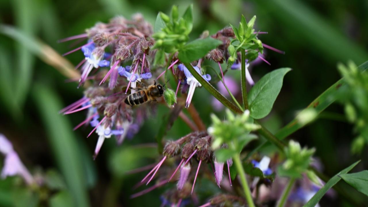 Foto - Düzce'nin yaylalarında kış ve ilkbahar bir arada yaşanıyor