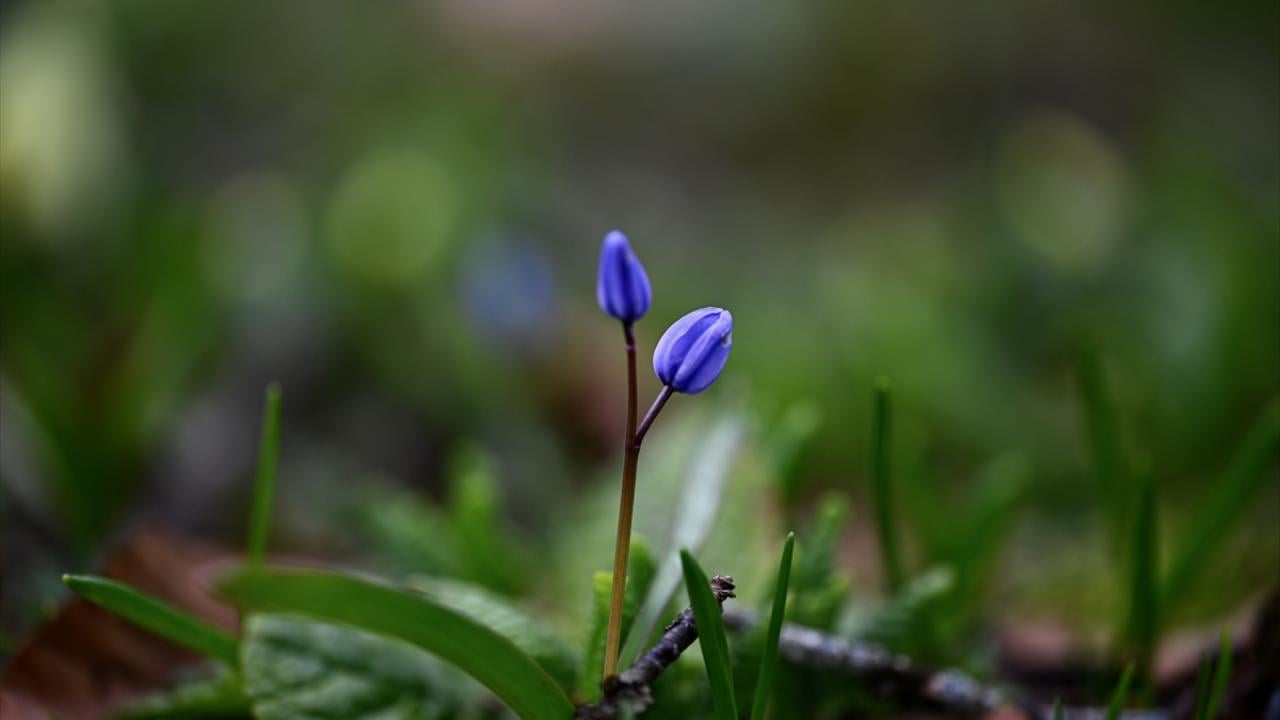 Foto - Düzce'nin yaylalarında kış ve ilkbahar bir arada yaşanıyor