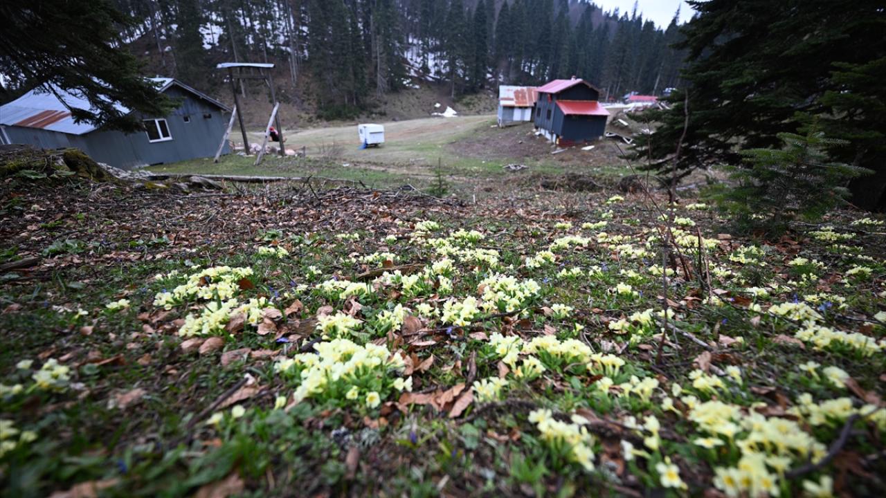 Foto - Düzce'nin yaylalarında kış ve ilkbahar bir arada yaşanıyor
