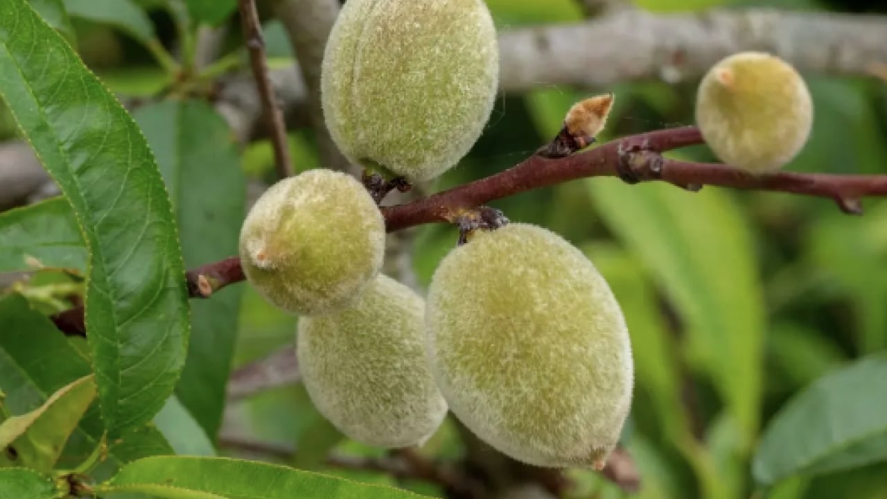 Foto - E Vitamini denilince akla... Çağla yemenin tam zamanı! Çağlanın faydaları neler, çağla neye iyi gelir?