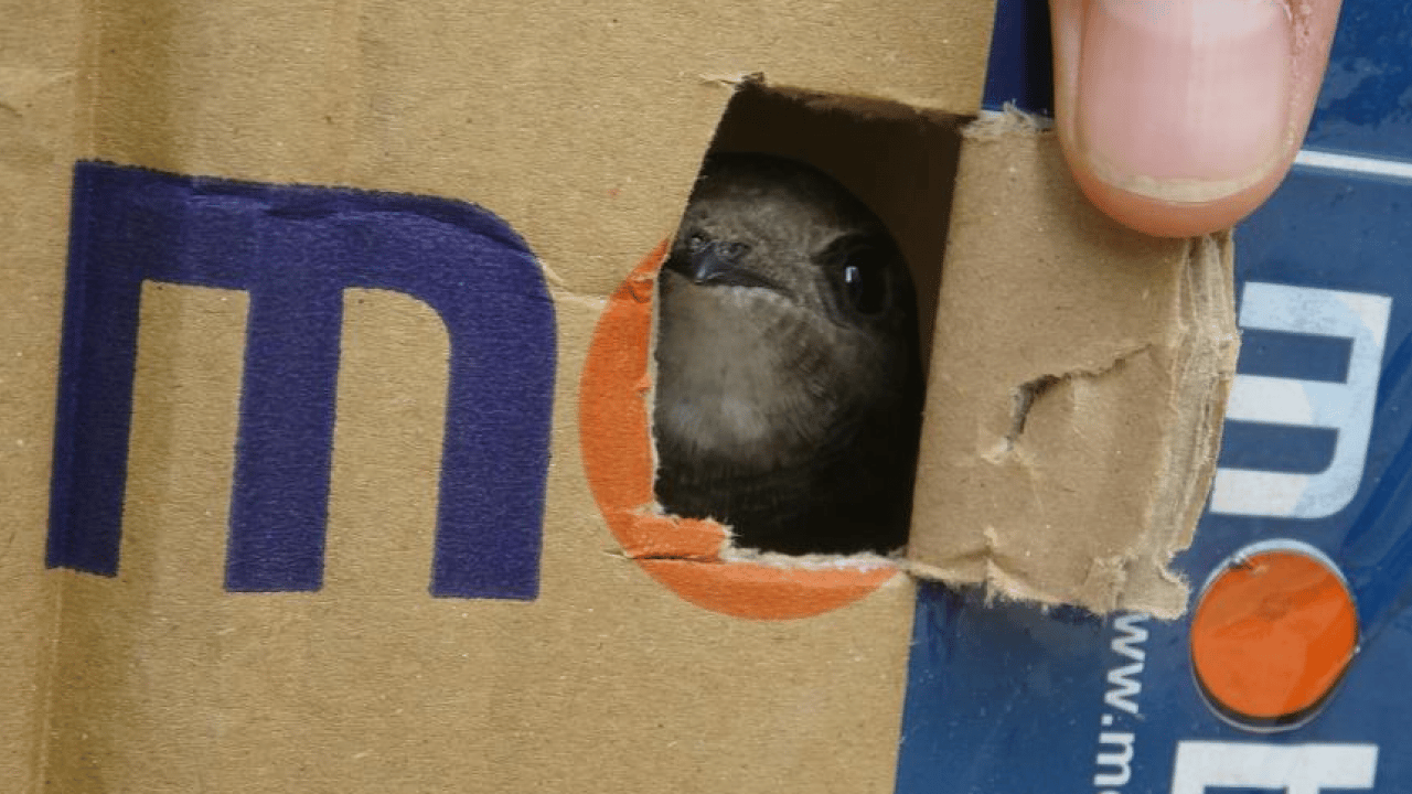 Foto - Ebrehe'nin ordusunu bozguna uğratan Ebabillere polis şefkati