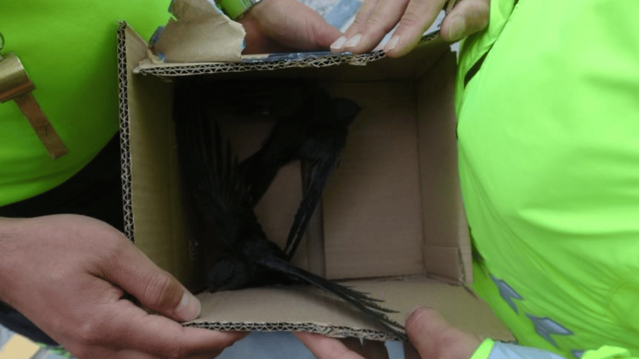 Foto - Ebrehe'nin ordusunu bozguna uğratan Ebabillere polis şefkati