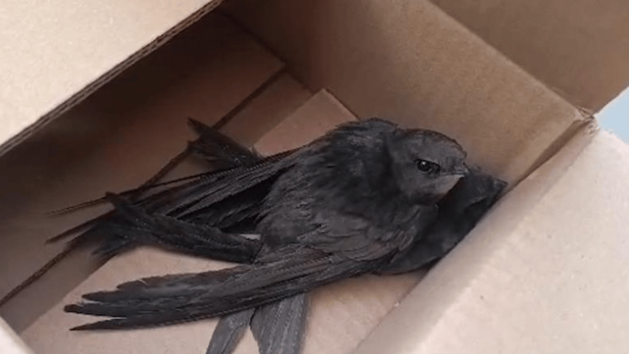 Foto - Ebrehe'nin ordusunu bozguna uğratan Ebabillere polis şefkati