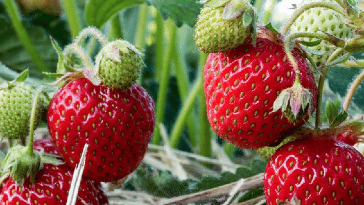 Foto - Eczaneyi eve getiren şifa deposu kilosu 80 TL: Damarları pırıl pırıl temizliyor: İltihaplarla mücadele...